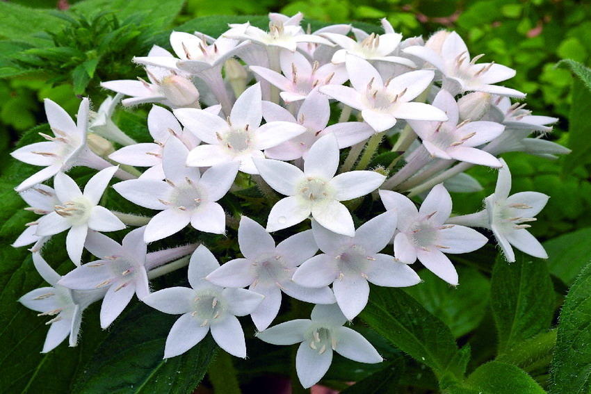 最适合夏天养的花,水浇够了,满盆开出小白花!