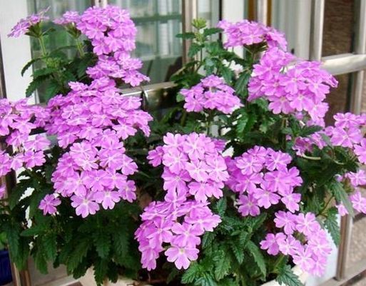 养花就养个花期长的,花香怡人,花朵粉嫩丰腴,绚丽夺目