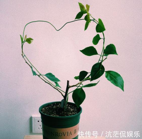 想养盆景三角梅,从“小”抓起,养出盆景,“千金”不换