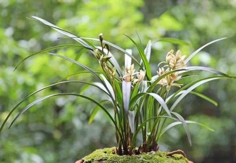秋天给兰花换盆,掌握1个要点,服盆快长势好,早早开满花