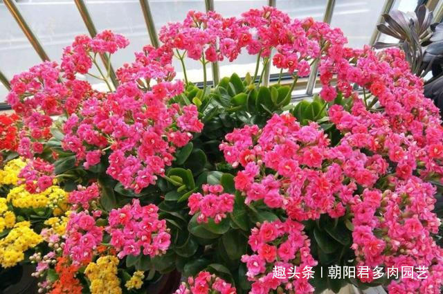 长寿花不爱开花教你2招！枝头全是花苞