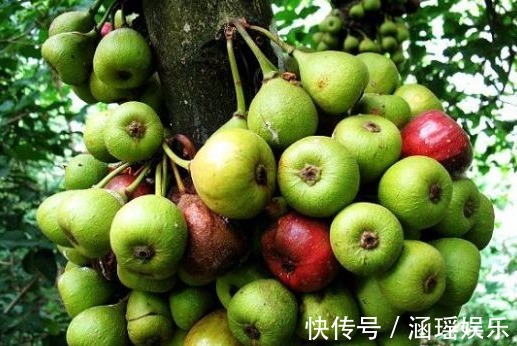 祛风|农村这些野果,能治消化不良,活血通络,补虚止血,效果显著