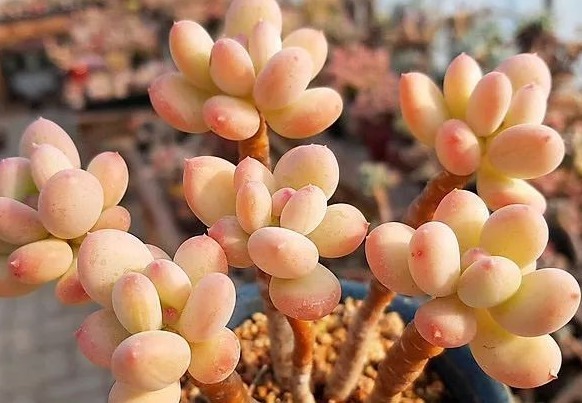 新手适合养什么植物,不妨看看这些多肉,漂亮又好养