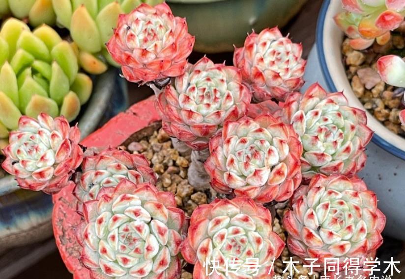 秋天|室内养的多肉立秋后改为露养，注意此5点，以免挂在秋天的门槛上
