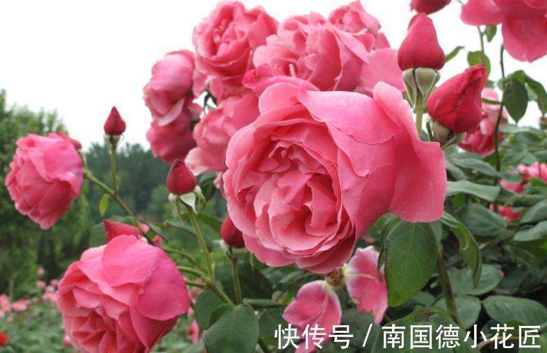 花匠|公认难养的6种花,老花匠丢室外不打理,反而长势旺开花美