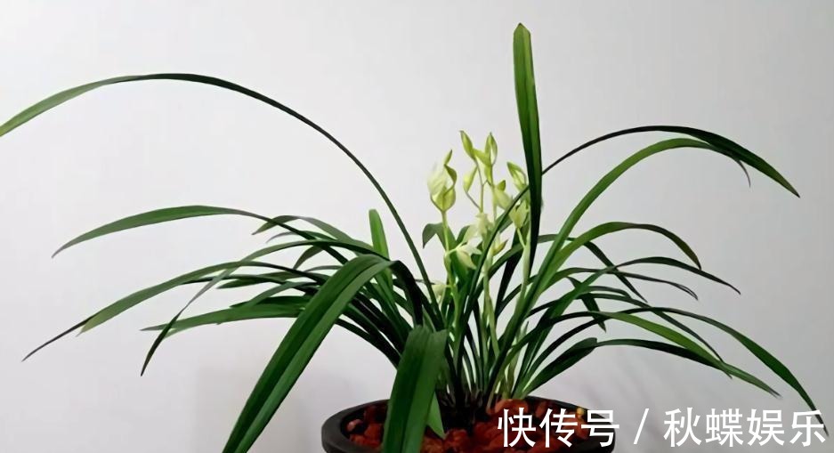 秋天养兰花,遇上“消苞”很郁闷,教你“护苞6招”,放心等花开