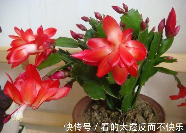 秋季该如何养蟹爪兰确保3点做到位，植株花期不落花、落蕾