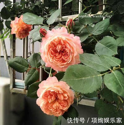 花仙子的阳台,30多种月季如瀑布,路人都停下来观望,太美了