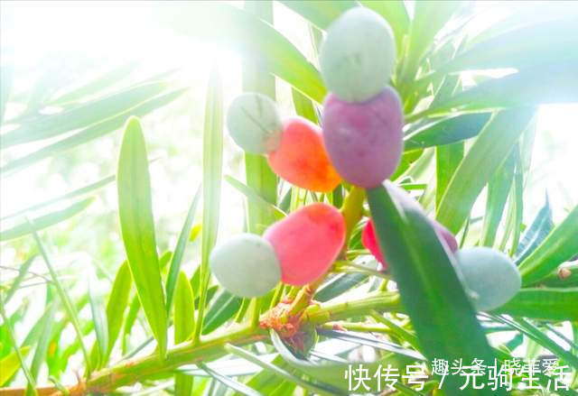 中国传统文化|阳台再小,也能养3种树,小盆就能养,个个都是“传家宝”