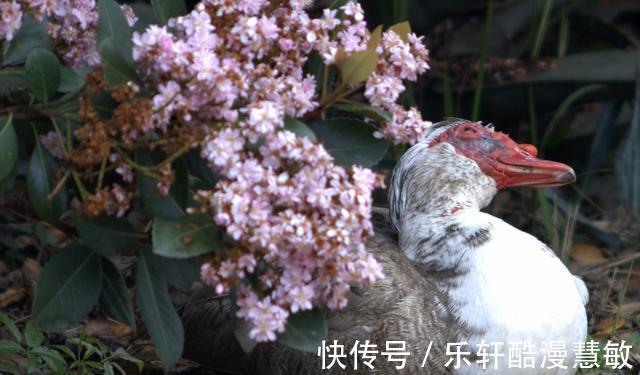 恋爱中|未来一周，爱情美满幸福的生肖，有人爱情稳固，有人破镜重圆