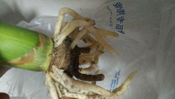 养君子兰用个窍门,不花钱也能种出十盆绿油油、开花多的君子兰