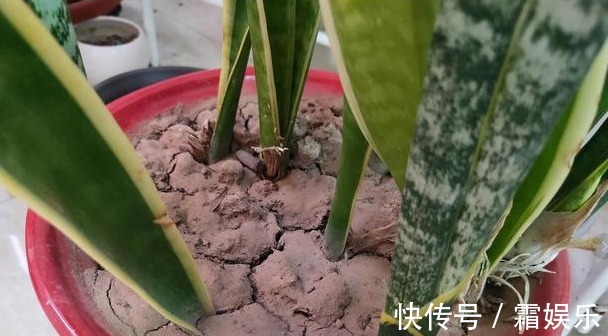 修剪|喜欢养花,先戒掉7个坏习惯,不然啥花也养不好,你占了几个