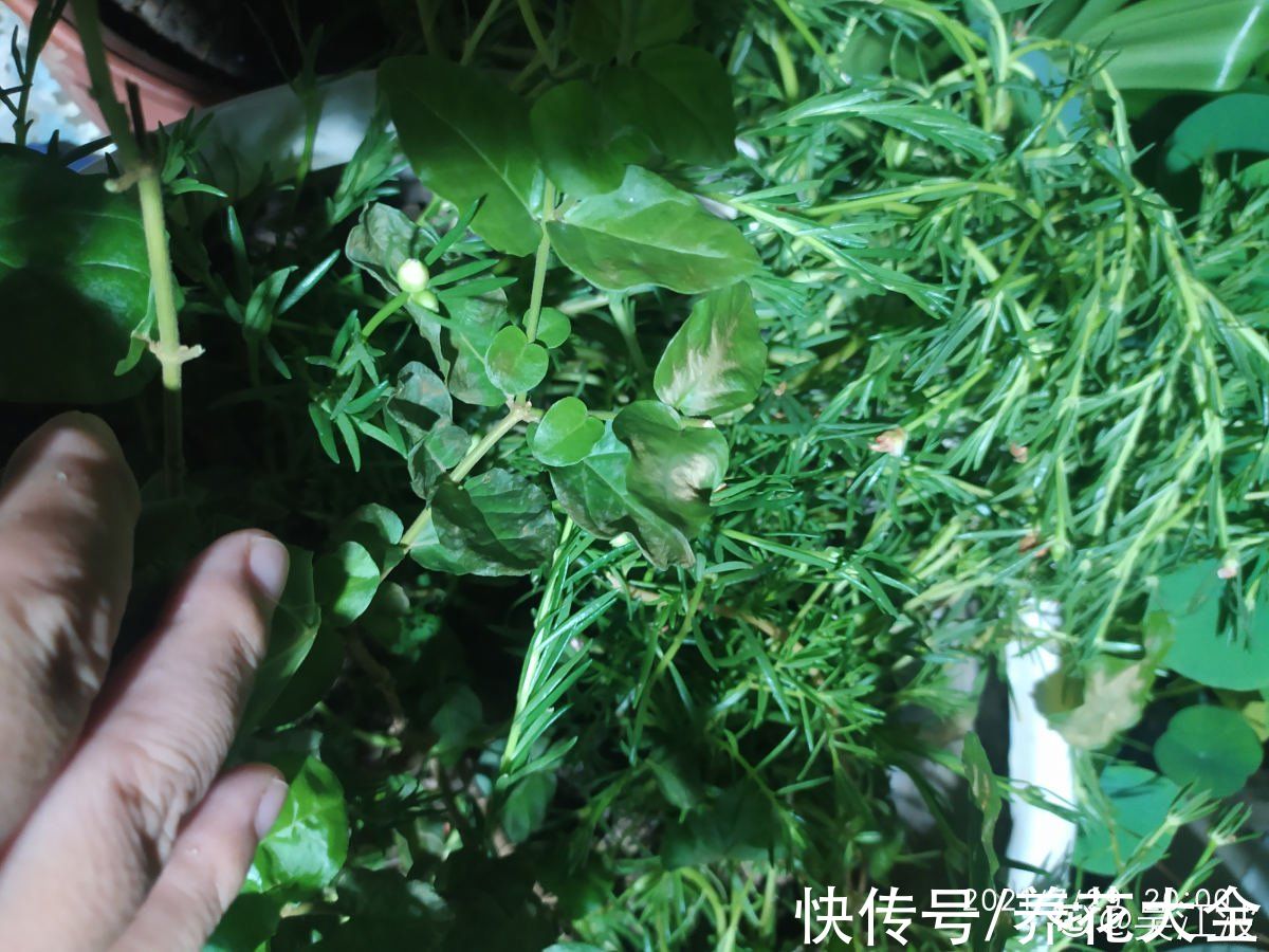 秋天|快死的花别丢掉,找对方法补救一下,还能重焕生机