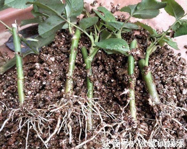 柳酸|掉落的“树皮”捡回家,花盆里埋“2块”,花卉根系“窜出来”