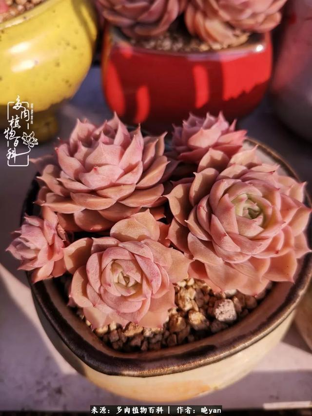 养多肉近四年,一路的走来,阳光总在风雨后!