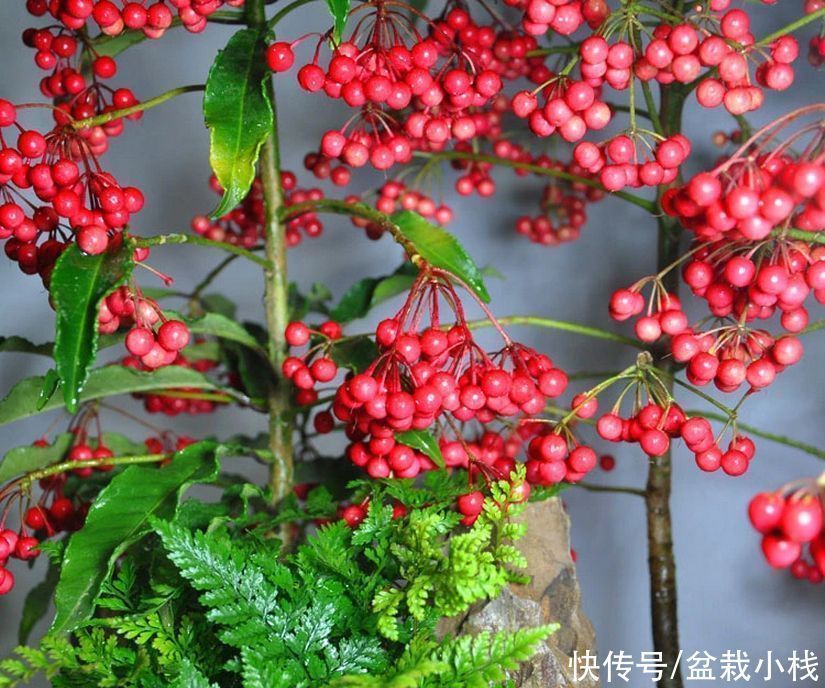 3种寓意花,年底室内要“安排”上,寓意好观赏价值高