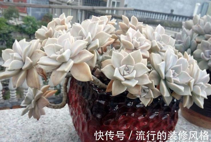 胧月和冬美人,同为最常见的多肉品种,谁在高温地区的表现更好?