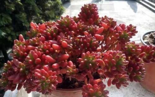 施肥|养多肉虹之玉,注意此4点,叶子红绿相间,像圣诞树和老人