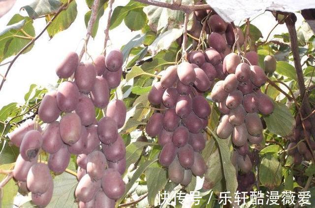 棠梨子|在農村很常見的8種野果，在農村長大的你，都吃過嗎