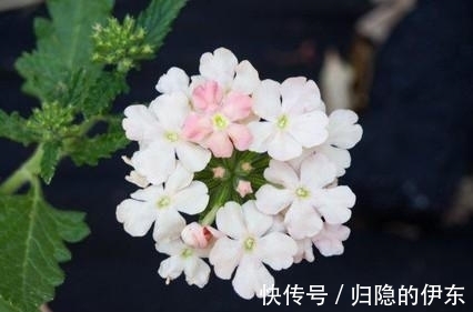 人际关系|桃花绽放，爱意浓浓，心心念念，此生相伴