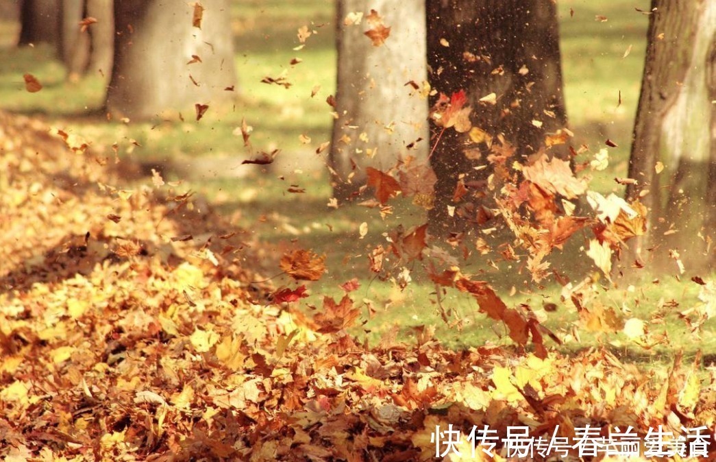 养殖|有这些“特征”的人不适合养花,一般养一盆死一盆