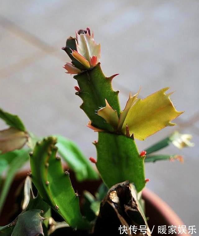 蟹爪兰长出新叶是红色,要分情况对待,对症下药,来年才会开满花