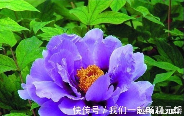 花王|此花属于中国十大名花,曾作为中国的国花,被尊誉为“花王”