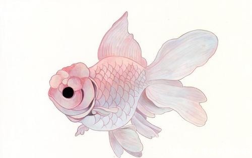 才能|金鱼要怎么养才能活的久一点