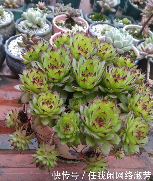 养多肉,不讲究,风风雨雨,依然安好