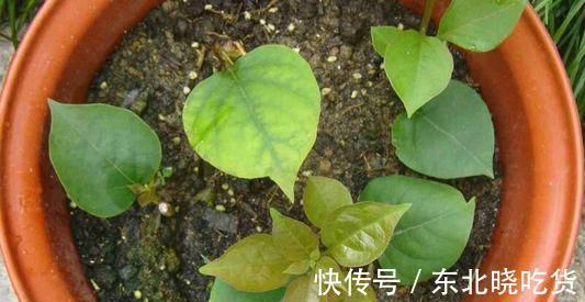 要想提高三角梅的扦插成活率,从几点入手,成活率能达到95%以上