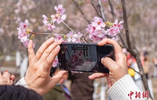 北京春花绽放