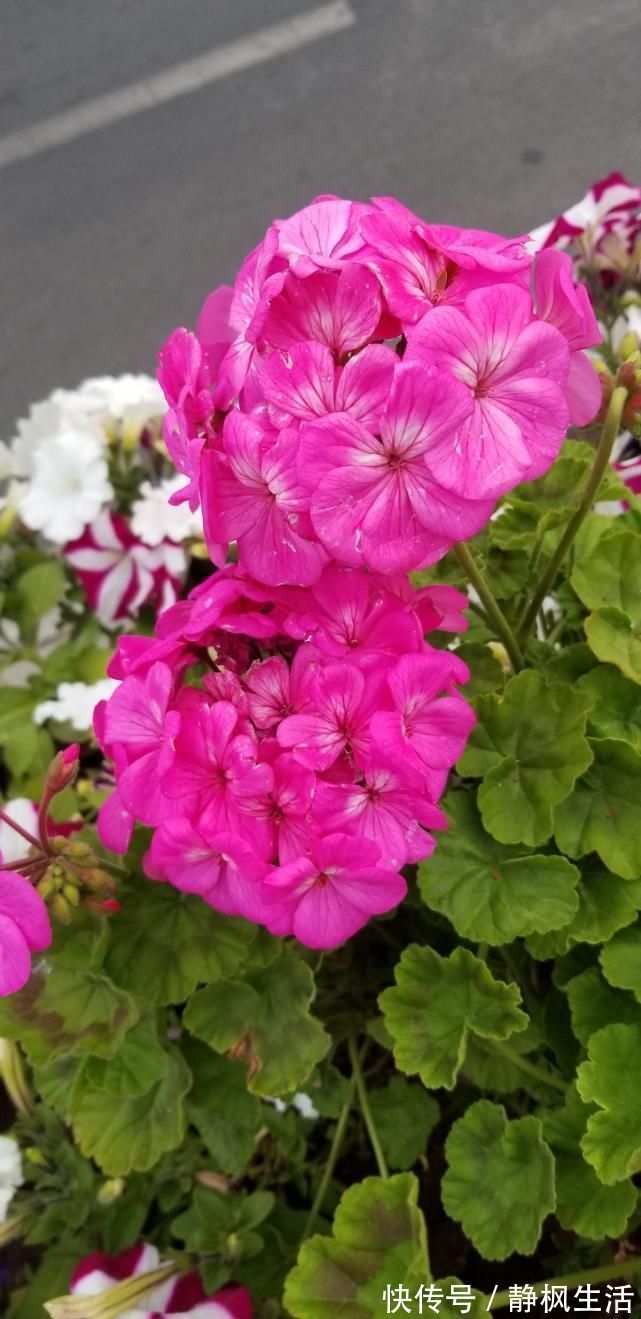 不适合养在室内的花,赶紧搬出去,再漂亮都不要养!