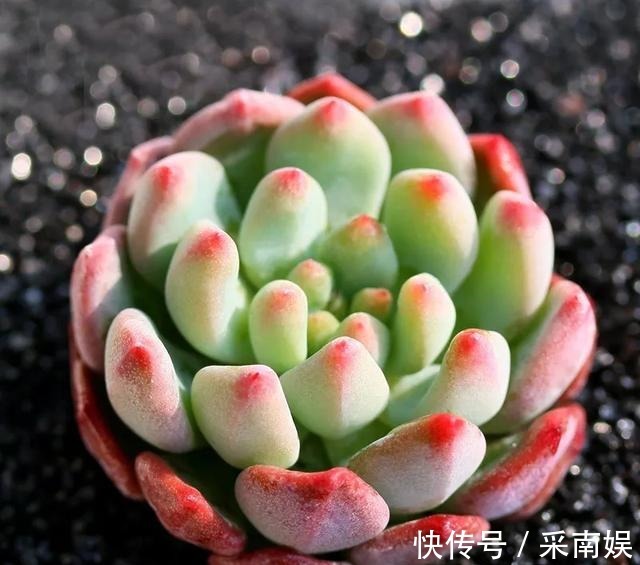 20款适合新手养的多肉,就算是养花杀手,也能养得又胖又美!