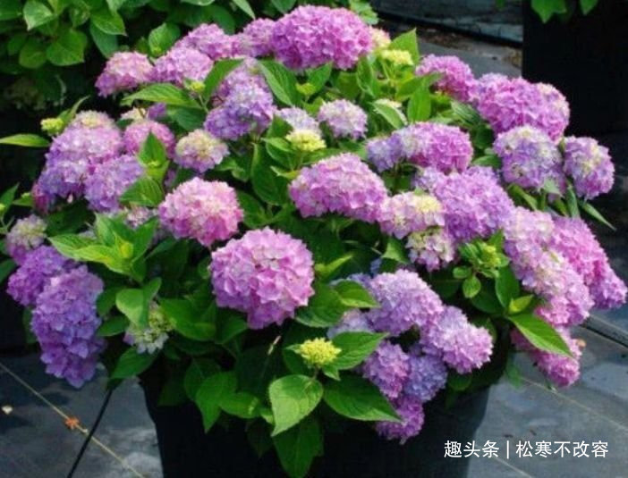 花卉|居家就养此款花卉,要型有型,要香有香,花开富贵、吉祥又喜庆