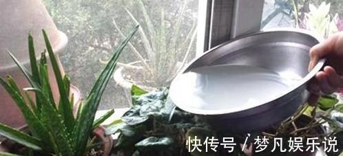 淘米水、啤酒、牛奶浇花,有什么忌讳?弄懂这些变成养花的宝贝