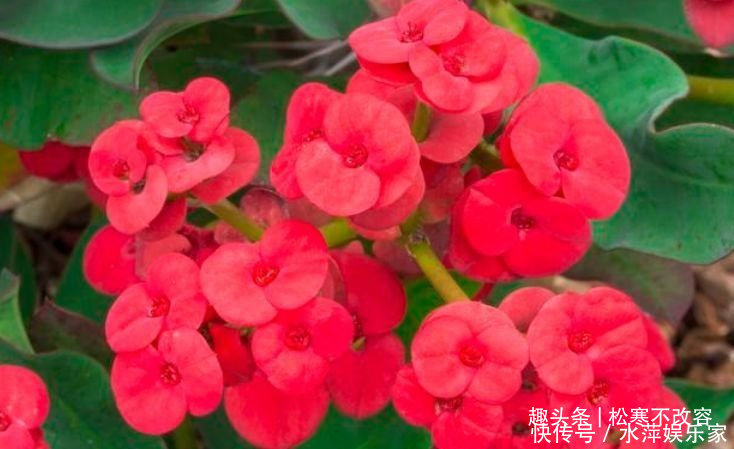 几种漂亮花,好打理,易爆盆,阵阵花香,花朵大!