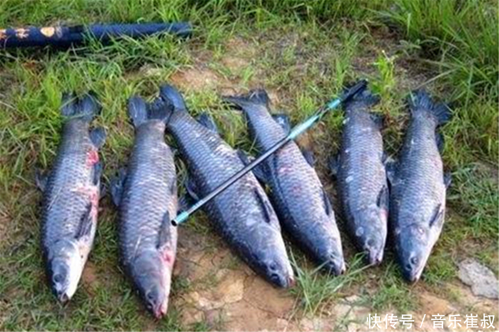 传统钓粗线大钩常被“嘲讽”,事实证明,真正会用的渔获大又多