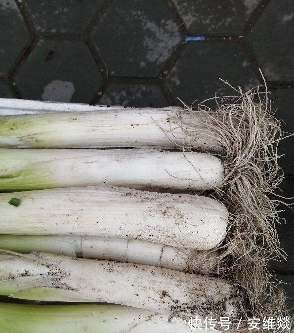 冬天保存大葱,记住2个小妙招,保存一冬天都新鲜!