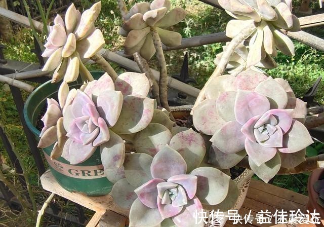 老桩|四种“零差评”多肉推荐，颜值不比桃蛋低，还容易成老桩