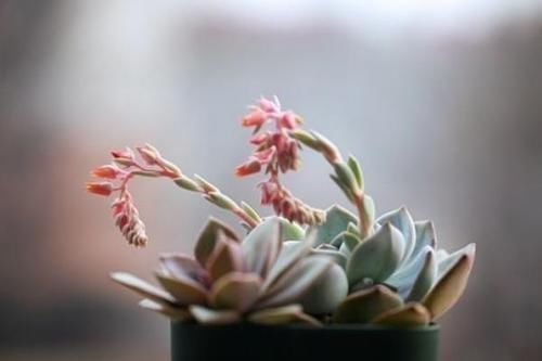 青锁龙属|这些多肉植物不该开花,开花及时剪掉,不然越长越瘦