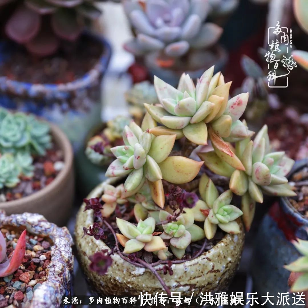 橙梦露|笼子里露养的多肉，越养越美！有多肉的日子伴着小确幸！