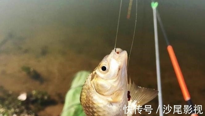 这饵专攻大板鲫,简单实用又省钱,老钓手都拍手叫好