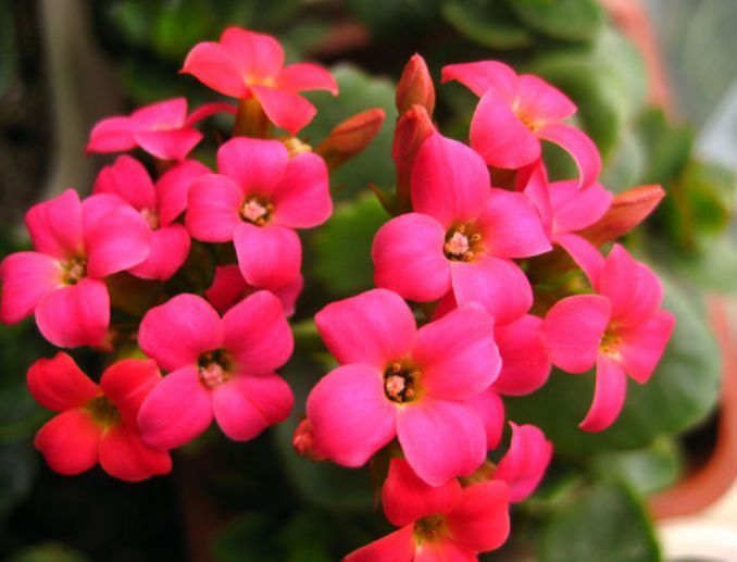 4种花，漂亮易爆盆，开起花来拦不住，养盆放阳台美极了