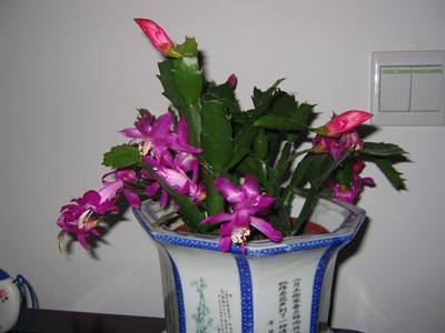 冬天只养这2种“花”,尤其是第2种,零下8℃也能活