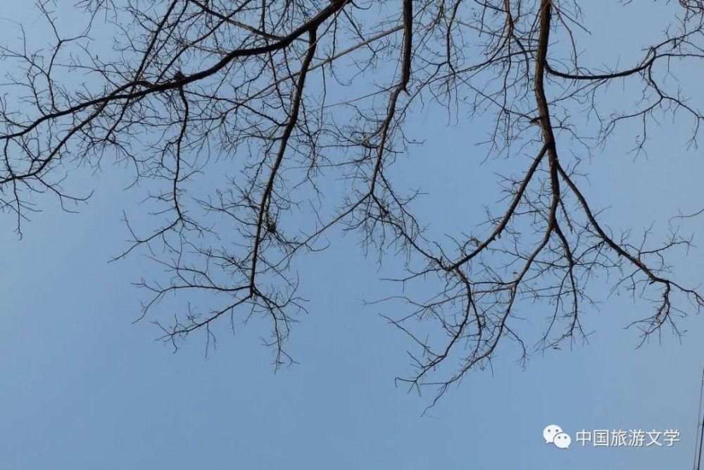 黄河大桥|冬天的树