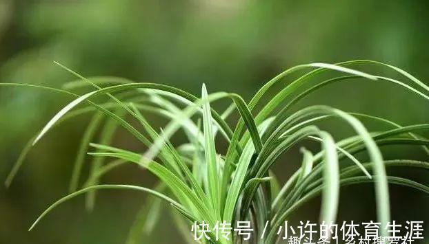 保湿|秋冬阳台养兰花,保湿是关键,可如果做错3件事,兰花喷雾会烂苗