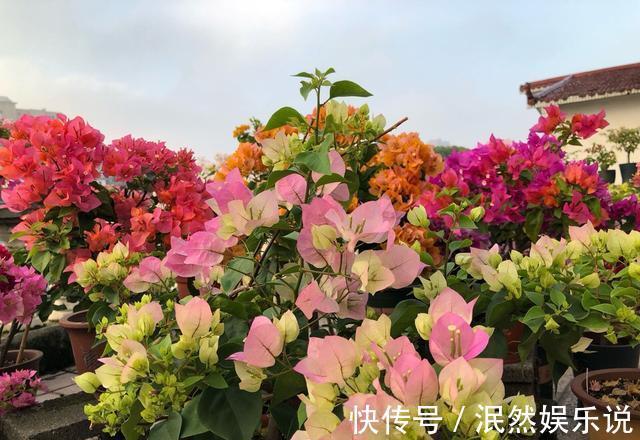叶子花|阳台养此2种花,开花量比“月季”还大,枝枝满花,耐旱又好养