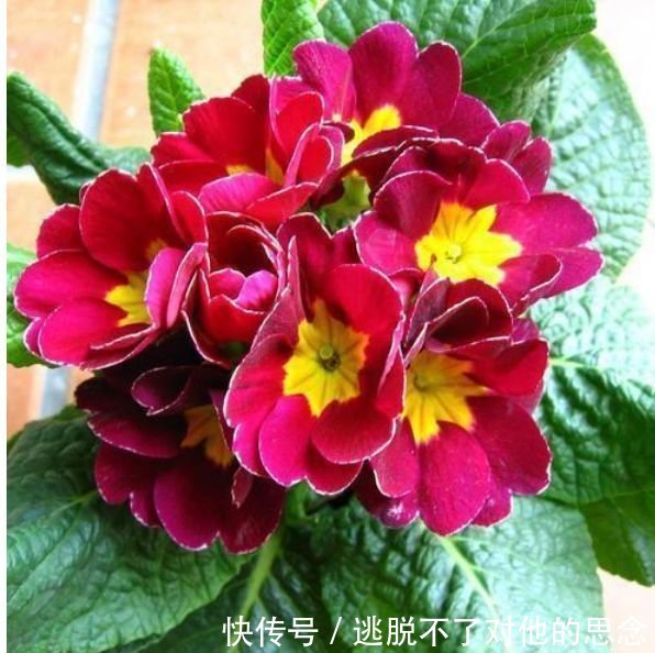 养花就养4种花,好养易活花量大,人见人爱,开成小花园!