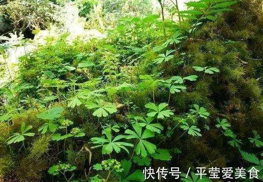 生存|秦岭发现奇特植物，只有一叶一花，很娇弱却从恐龙时代生存到现在