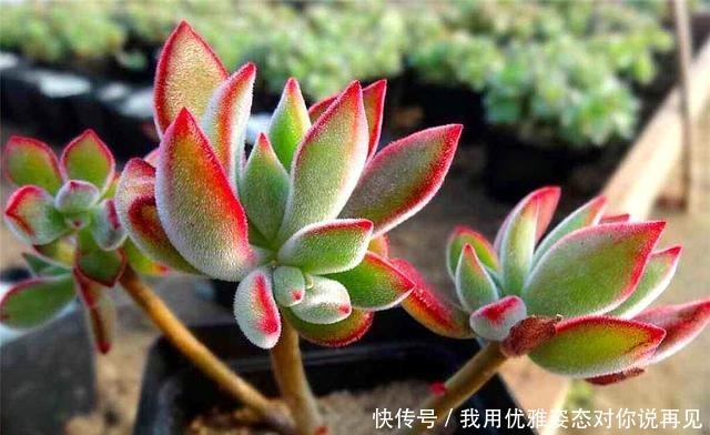 肥厚|春天养锦晃星,做好“3多1少”,叶子肥厚上色快,个子蹭蹭长